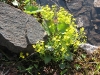 12. Febus en Flora (4)